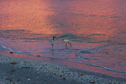 Sanibel Island seabirds at sunset